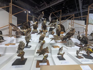 特別展「鳥～ゲノム解析が解き明かす新しい鳥類の系統～」に投稿された画像（2025/4/26）