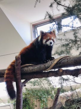 那須どうぶつ王国に投稿された画像（2025/4/26）