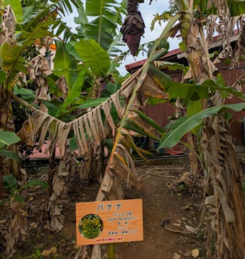 おきなわワールドに投稿された画像（2025/4/26）