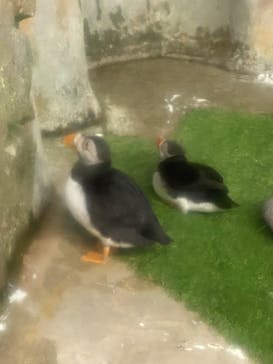 那須どうぶつ王国に投稿された画像（2025/4/26）