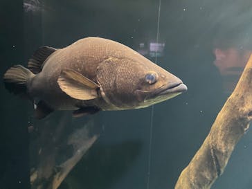 滋賀県立琵琶湖博物館に投稿された画像（2025/4/26）