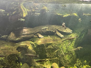 滋賀県立琵琶湖博物館に投稿された画像（2025/4/26）