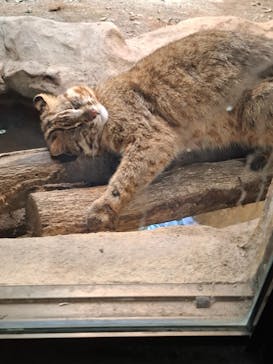 那須どうぶつ王国に投稿された画像（2025/4/26）