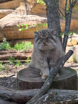 那須どうぶつ王国に投稿された画像（2025/4/26）