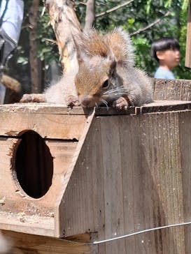 那須どうぶつ王国に投稿された画像（2025/4/26）