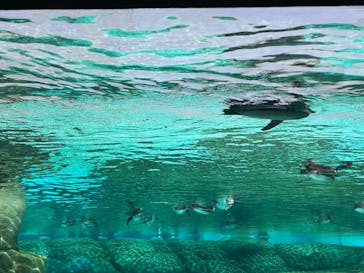 天王寺動物園に投稿された画像（2025/4/26）