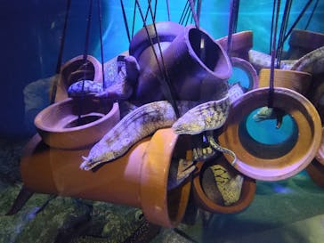 竹島水族館に投稿された画像（2025/4/26）