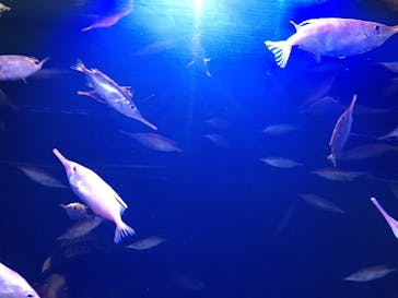 竹島水族館に投稿された画像（2025/4/26）