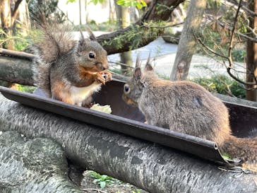 那須どうぶつ王国に投稿された画像（2025/4/26）