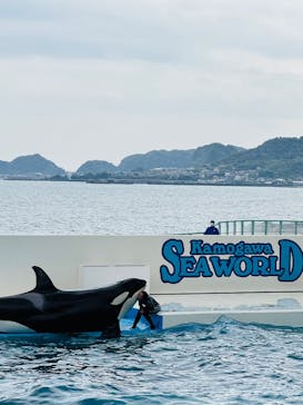 鴨川シーワールドに投稿された画像（2025/4/26）