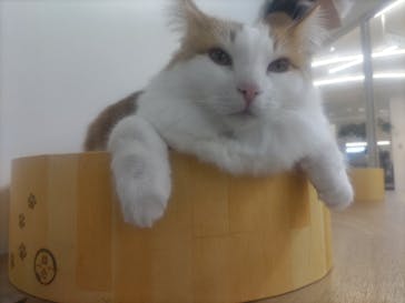 Cat Café MOFF 枚方モール店に投稿された画像（2025/4/26）