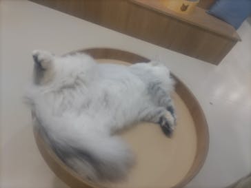 Cat Café MOFF 枚方モール店に投稿された画像（2025/4/26）