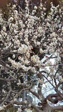 偕楽園本園に投稿された画像（2025/4/26）