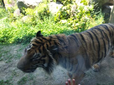 名古屋市東山動植物園に投稿された画像（2025/4/26）