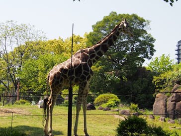 天王寺動物園に投稿された画像（2025/4/27）