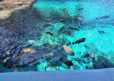 沖縄美ら海水族館（館内体験）に投稿された画像（2025/4/27）