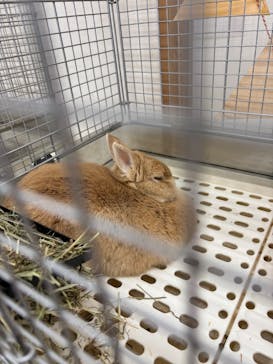 成田ゆめ牧場に投稿された画像（2025/4/27）