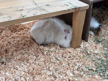 成田ゆめ牧場に投稿された画像（2025/4/27）