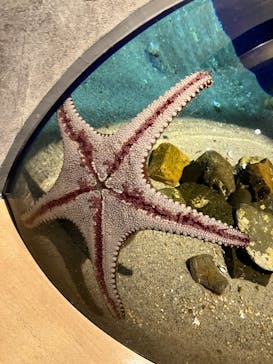 九十九島パールシーリゾートに投稿された画像（2025/4/27）