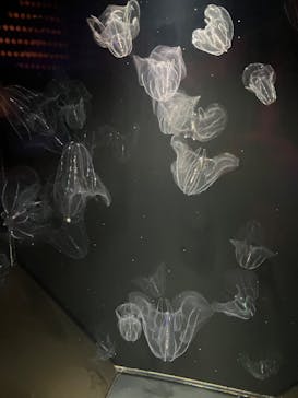 九十九島パールシーリゾートに投稿された画像（2025/4/27）