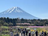 富士芝桜まつり(富士本栖湖リゾート)に投稿された画像（2025/4/27）