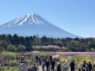 富士芝桜まつり(富士本栖湖リゾート)に投稿された画像（2025/4/27）