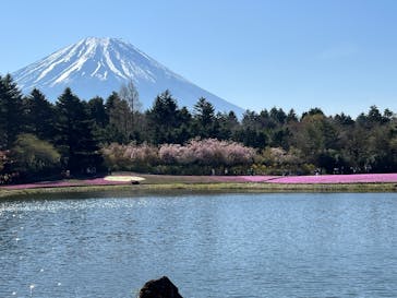 富士芝桜まつり(富士本栖湖リゾート)に投稿された画像（2025/4/27）