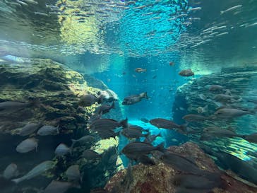 上越市立水族博物館 うみがたりに投稿された画像（2025/4/27）