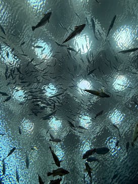 上越市立水族博物館 うみがたりに投稿された画像（2025/4/27）