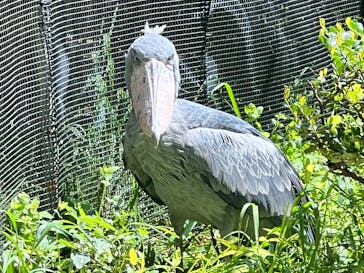 恩賜上野動物園に投稿された画像（2025/4/27）