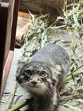 恩賜上野動物園に投稿された画像（2025/4/27）