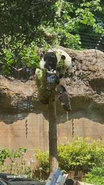 恩賜上野動物園に投稿された画像（2025/4/27）