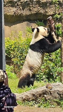 恩賜上野動物園に投稿された画像（2025/4/27）