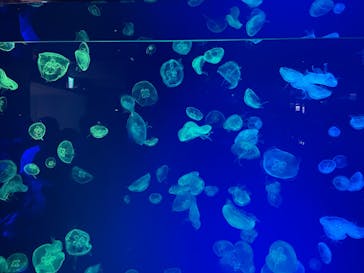 名古屋港水族館に投稿された画像（2025/4/27）