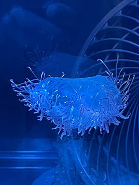 名古屋港水族館に投稿された画像（2025/4/27）