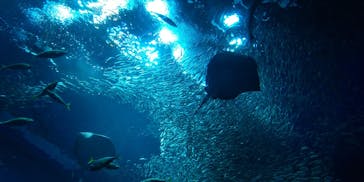 アクアワールド茨城県大洗水族館に投稿された画像（2025/4/27）