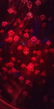 アクアワールド茨城県大洗水族館に投稿された画像（2025/4/27）