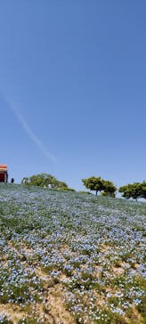 こうべアグリパークネモフィラの丘2025に投稿された画像（2025/4/27）