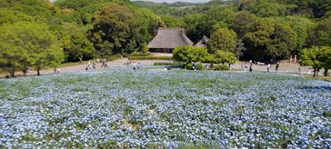 こうべアグリパークネモフィラの丘2025に投稿された画像（2025/4/27）