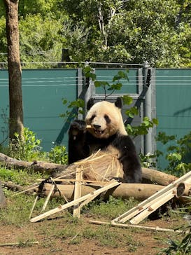 恩賜上野動物園に投稿された画像（2025/4/27）
