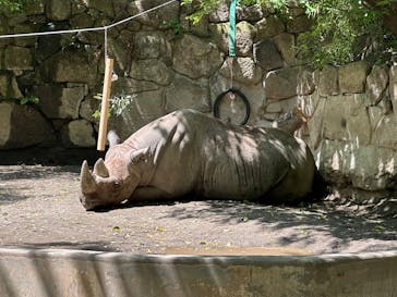 恩賜上野動物園に投稿された画像（2025/4/27）