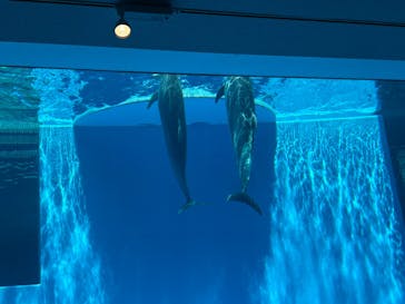 上越市立水族博物館 うみがたりに投稿された画像（2025/4/27）