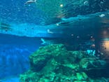 しながわ水族館に投稿された画像（2025/4/27）