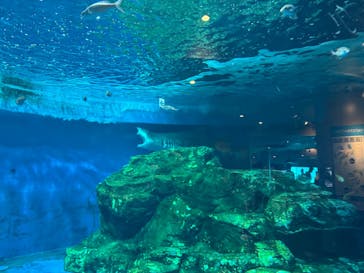 しながわ水族館に投稿された画像（2025/4/27）