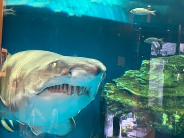 しながわ水族館に投稿された画像（2025/4/27）