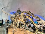 福井県立恐竜博物館に投稿された画像（2025/4/27）