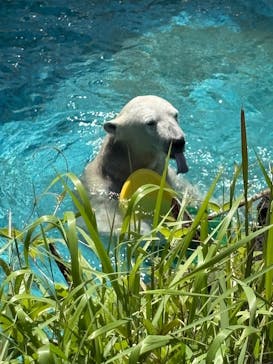 天王寺動物園に投稿された画像（2025/4/27）