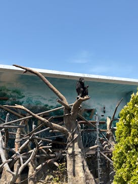 天王寺動物園に投稿された画像（2025/4/27）