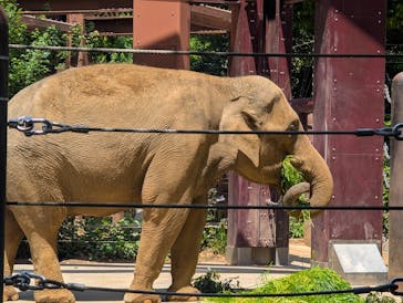 恩賜上野動物園に投稿された画像（2025/4/27）