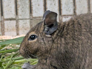 恩賜上野動物園に投稿された画像（2025/4/27）